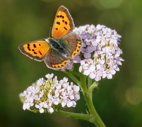 Infos #IA par #Drane #Occitanie : drane.region-academique-occitanie.fr/ia
