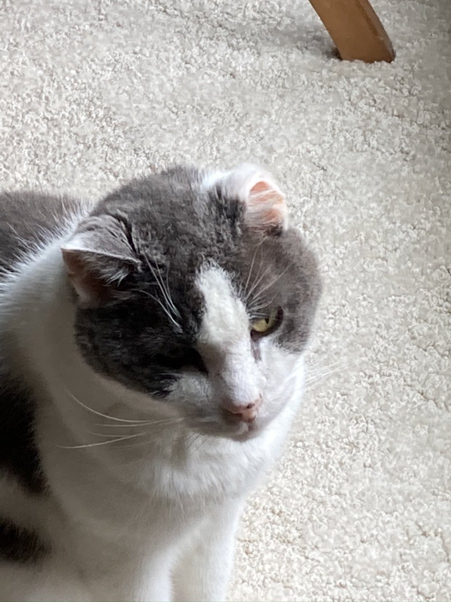 Mello Fellow tweet media