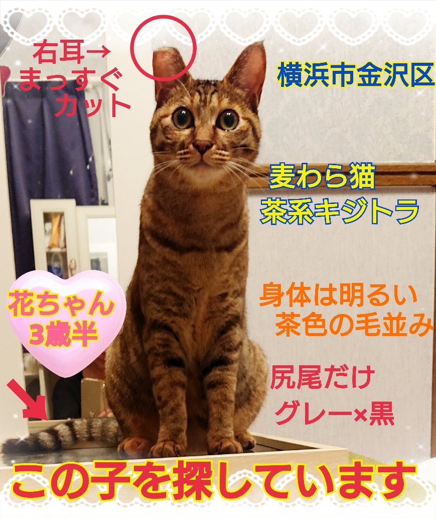 squirrelemi's tweet photo. 猫を探しています。花ちゃん3歳半くらい。2024年4月11日横浜市金沢区富岡東の自宅から私の不注意で外に出てしまい行方不明のままです。手がかりなくずっと探しています。保護してくださっているかたはいらっしゃいませんか。
#猫を探しています 
#拡散希望 
#リポストお願いします 
#横浜市金沢区 https://t.co/Wpm9ThLMXf