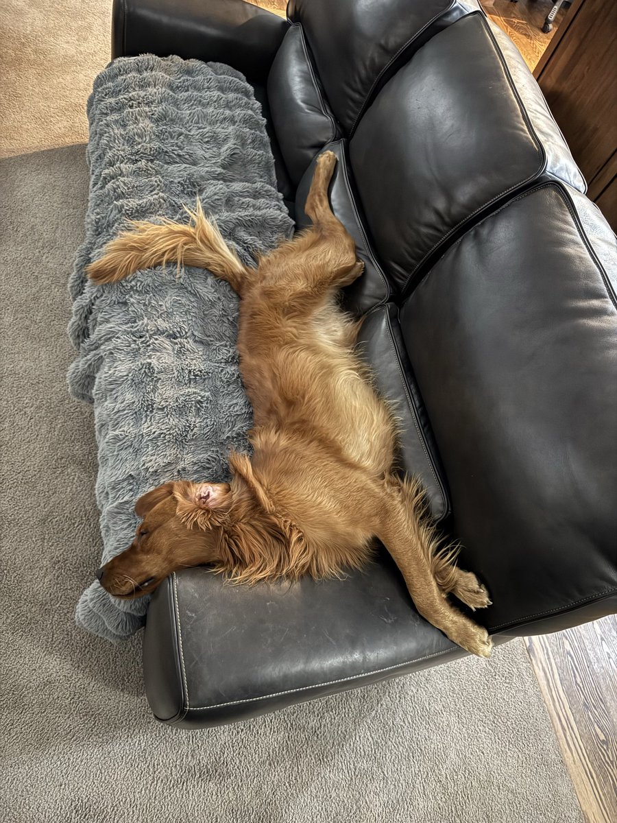 Maverick has a lot going on this No look Wednesday! Mixing in couch yoga, with an ear kaboom, plus a little snooze!😴 #NolookWednesday