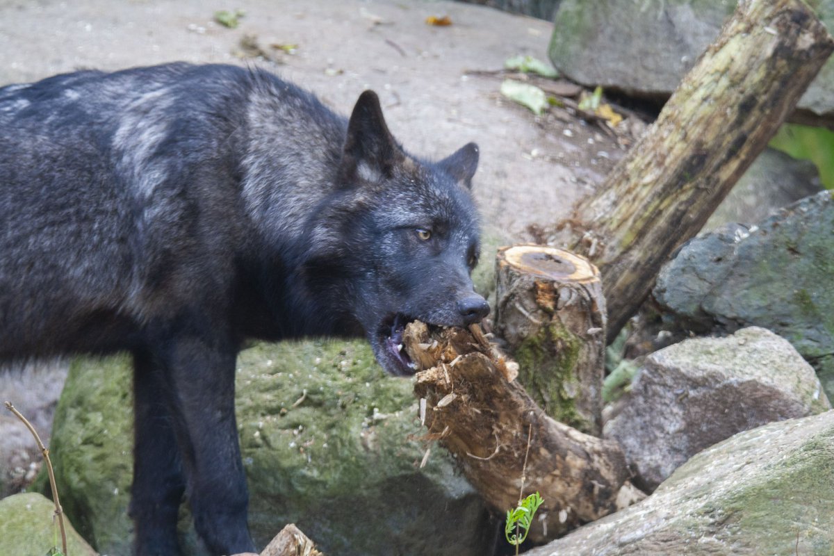 prairieguy2016's tweet photo. Wondering Wolf Wednesday! A young black wolf seems to be taking out some frustrations on that tree stump like my Chessies did. Is this dog behavior or did my dogs exhibit wolf behavior or is this just canine behavior? 🤔 #wolves #wondering #elymn #minnesota #iwc https://t.co/HBJ2ecLrM0