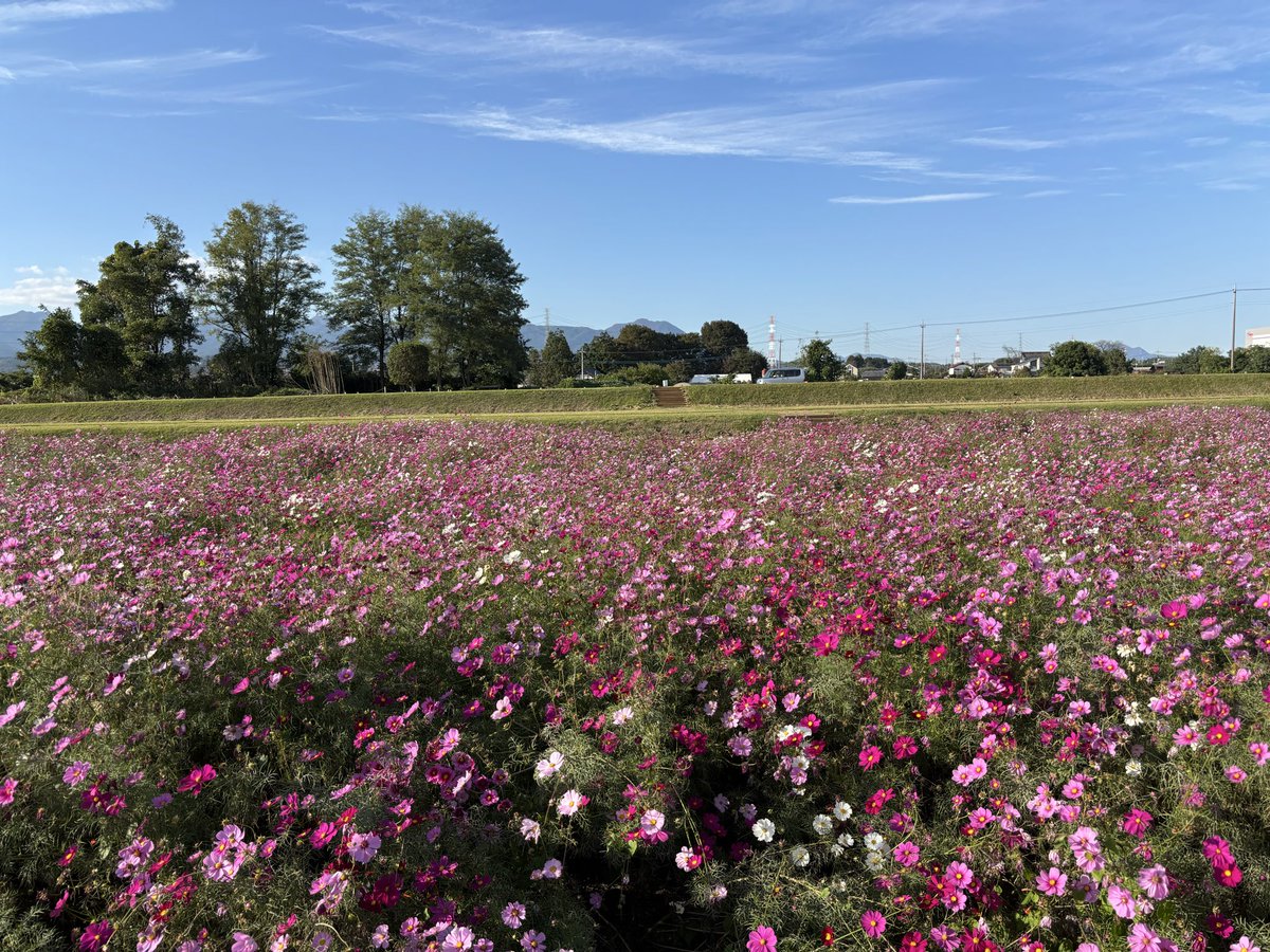今日はいつも職場からの帰り道に通る場所にあって気になっていたコスモスお話畑に寄ってみました🥰
古墳の周りを囲むようにコスモスが咲いています。