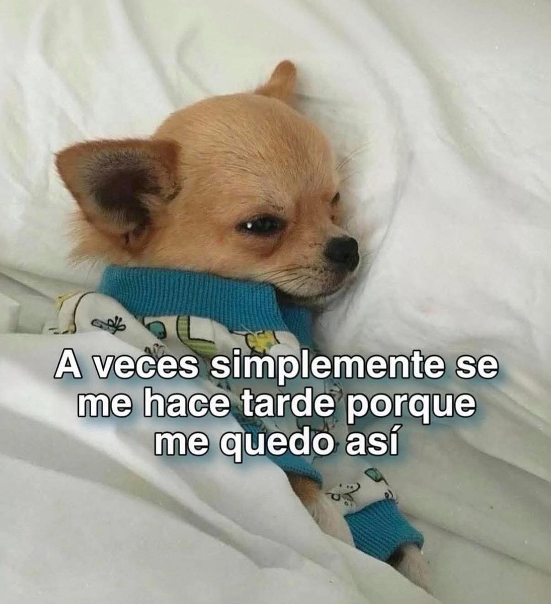 angelo_uf's tweet image. 