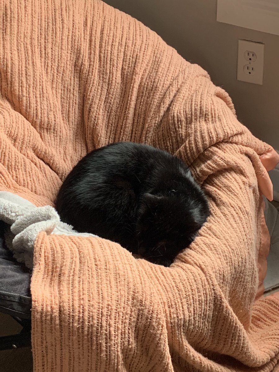 amberthefool's tweet image. Lazy cats