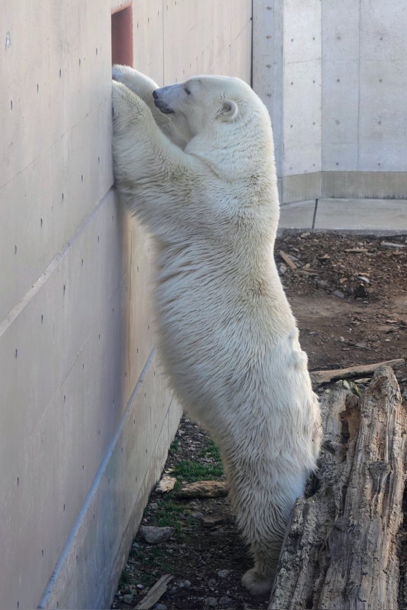 ねこさん.. (@cat_0515) / Posts / X