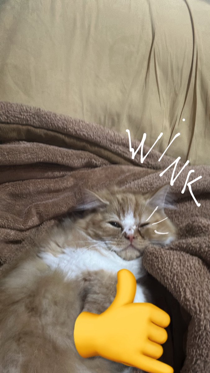 7s6_p's tweet photo. 🐱😉🤙 https://t.co/Chd2QZezLx