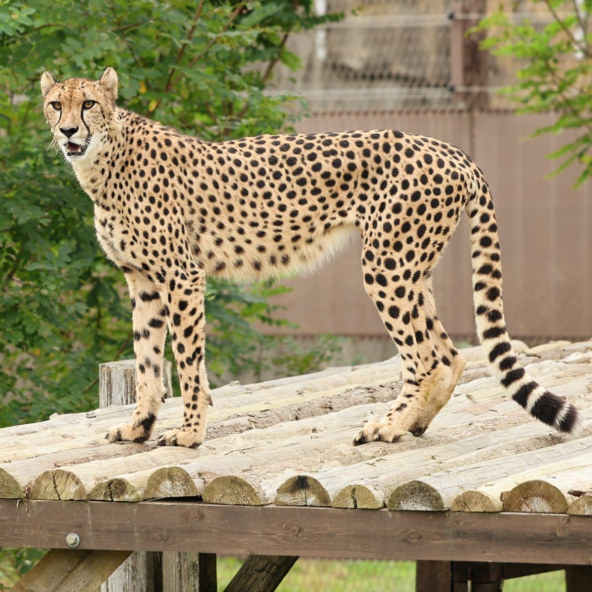 チータ　Cheetah SHINO(しの) on X