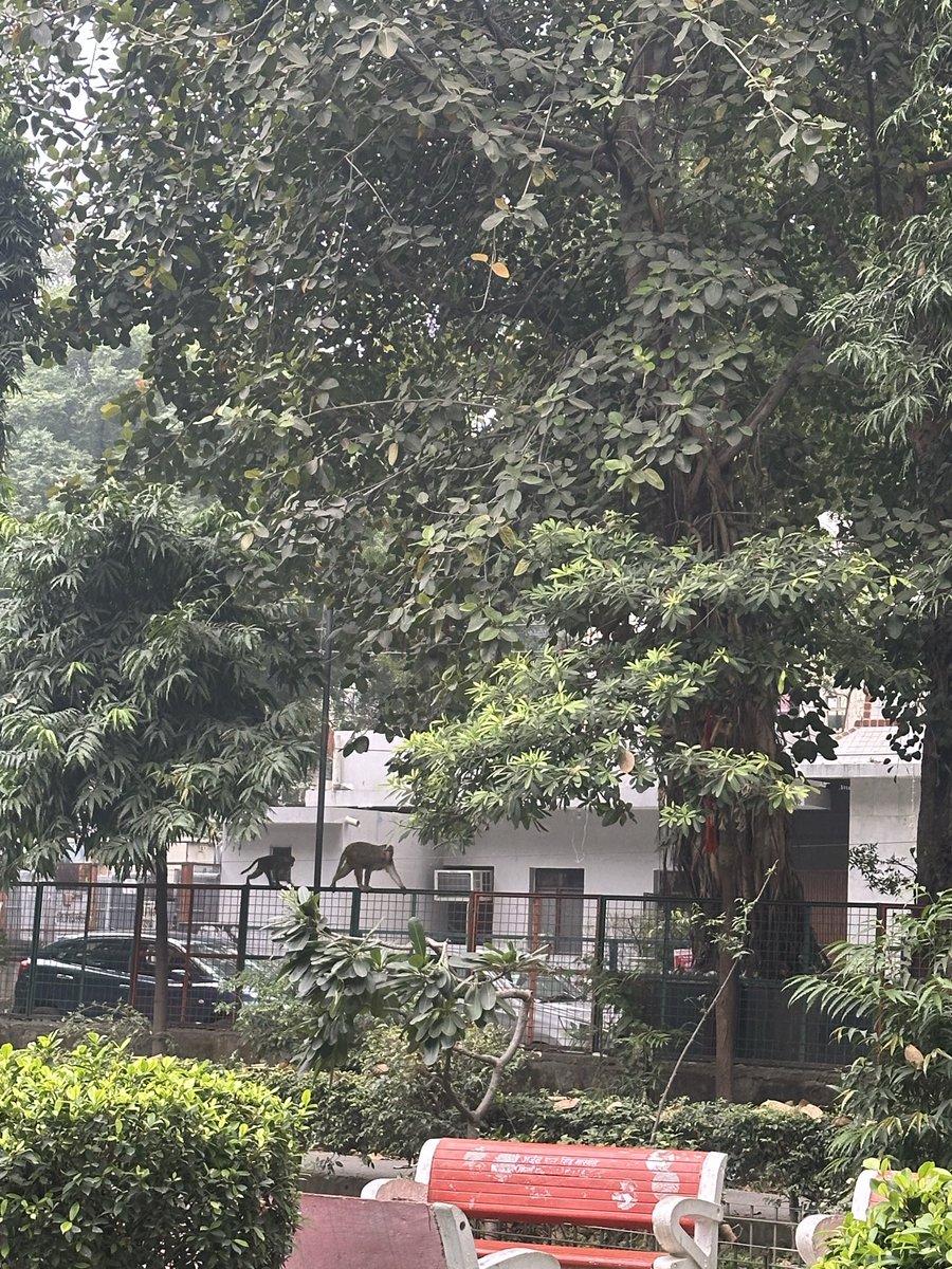 anushkasadh's tweet image. can someone please address the monkey menace in our colony? It’s absolutely out of control — 10–12 monkeys roaming freely every day. Residents can’t even go for a walk safely. Need urgent action, not ignorance. @MCD_Delhi @CMODelhi