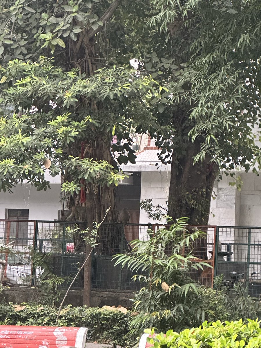 anushkasadh's tweet image. can someone please address the monkey menace in our colony? It’s absolutely out of control — 10–12 monkeys roaming freely every day. Residents can’t even go for a walk safely. Need urgent action, not ignorance. @MCD_Delhi @CMODelhi