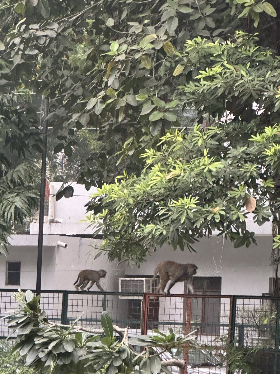 anushkasadh's tweet image. can someone please address the monkey menace in our colony? It’s absolutely out of control — 10–12 monkeys roaming freely every day. Residents can’t even go for a walk safely. Need urgent action, not ignorance. @MCD_Delhi @CMODelhi