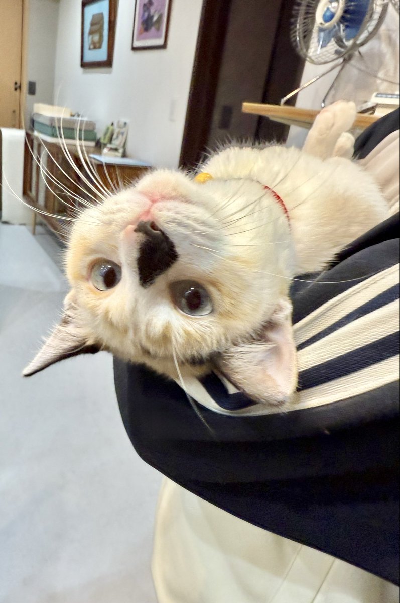 娘に抱っこされる、まめちゃん。 抱っこ大好きだね～！！！