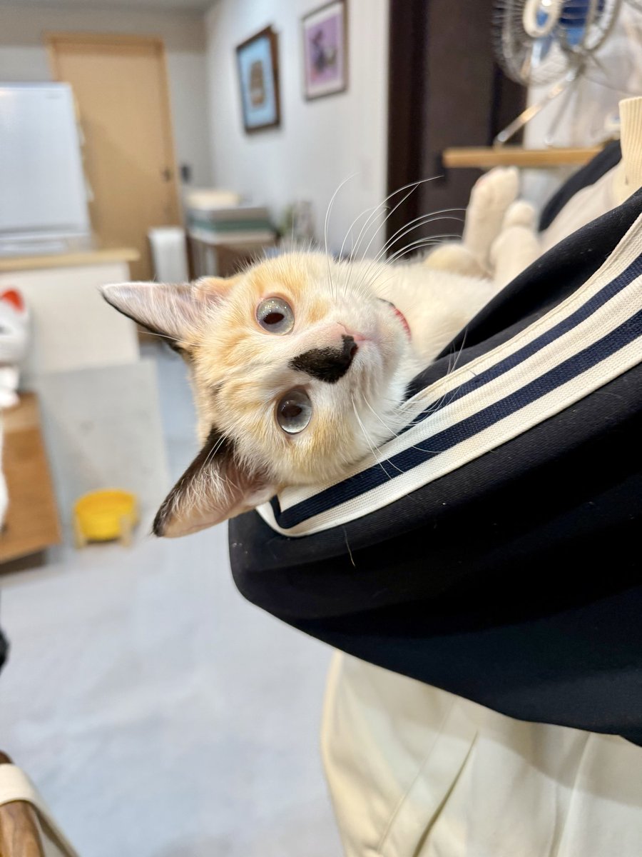 まめちゃん。 娘に抱っこされる、まめちゃん。 抱っこ大好きだね～！！！