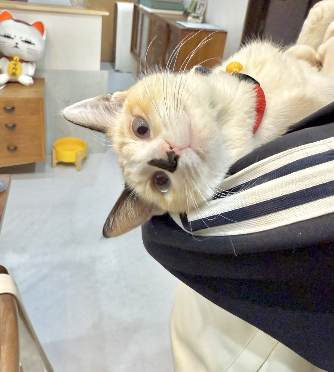 娘に抱っこされる、まめちゃん。 抱っこ大好きだね～！！！