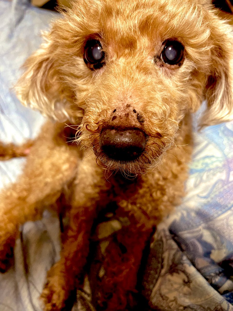 ぷーちゃん14歳になりましたー🐩

いつも悪いことしてばかりやけどこれからも悪いことして俺が怒れる位に元気に過ごしてほしい🥹

今日は手作りのチーズささみを作ったら綺麗にフードを避けてチーズささみだけ食べてた😂