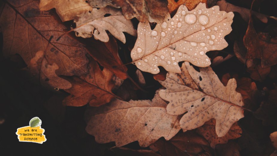 TransmitScience's tweet image. What role can institutions play in making professional development more equitable?

Explore how your institution could be part: transmittingscience.com/funding/ambass…
#WeareTransmittingScience #ScienceForAll #AcademicSupport #InstitutionalPartnership #LifelongLearning