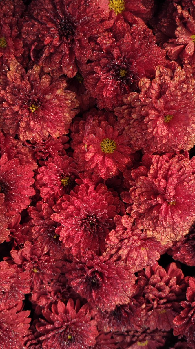 Jasira06's tweet photo. Chrysanthemum  
گلِ داؤدی https://t.co/5RtxkYDY13