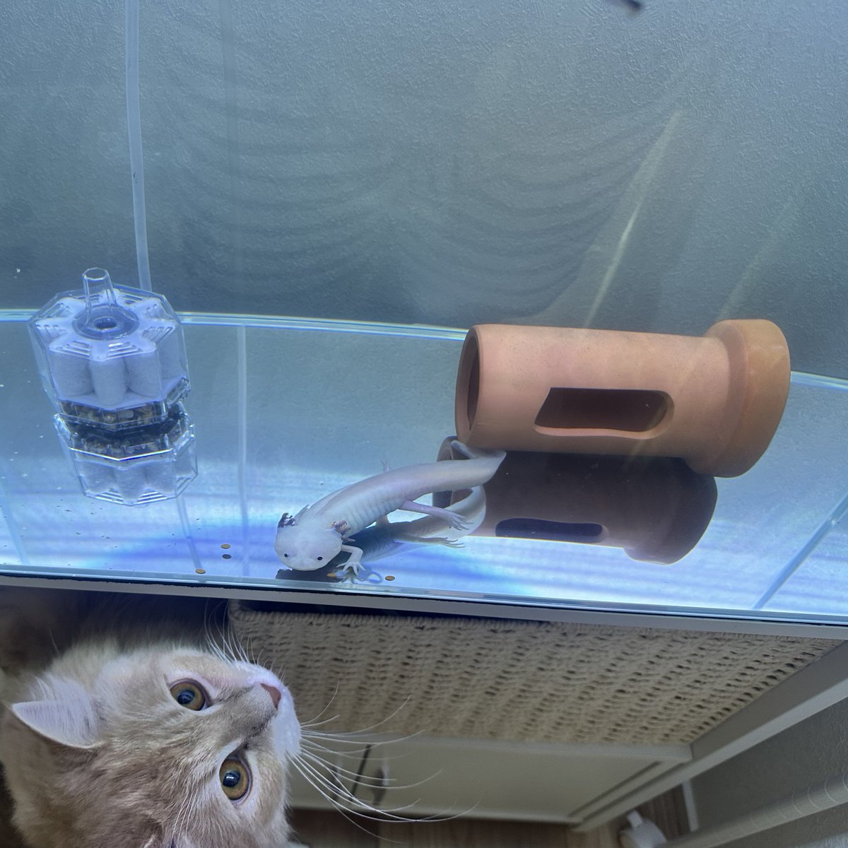 最近リビングで共同生活し始めた2人…
水槽に落ちないように水槽台にスチールラックを被せたけど、やっぱり気になるよねー。