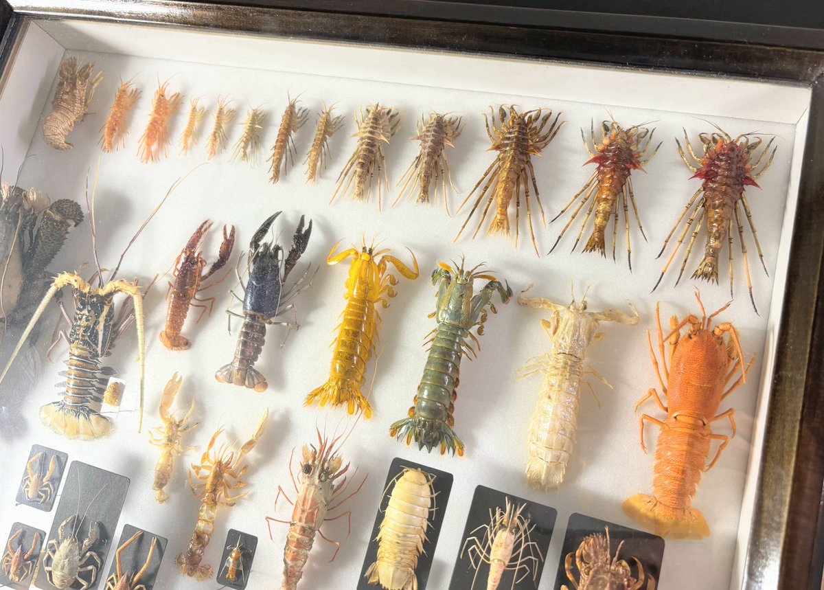 yomogi_bug's tweet image. #海族のお宝2025ex
無着色の乾燥標本です！🦀🦐