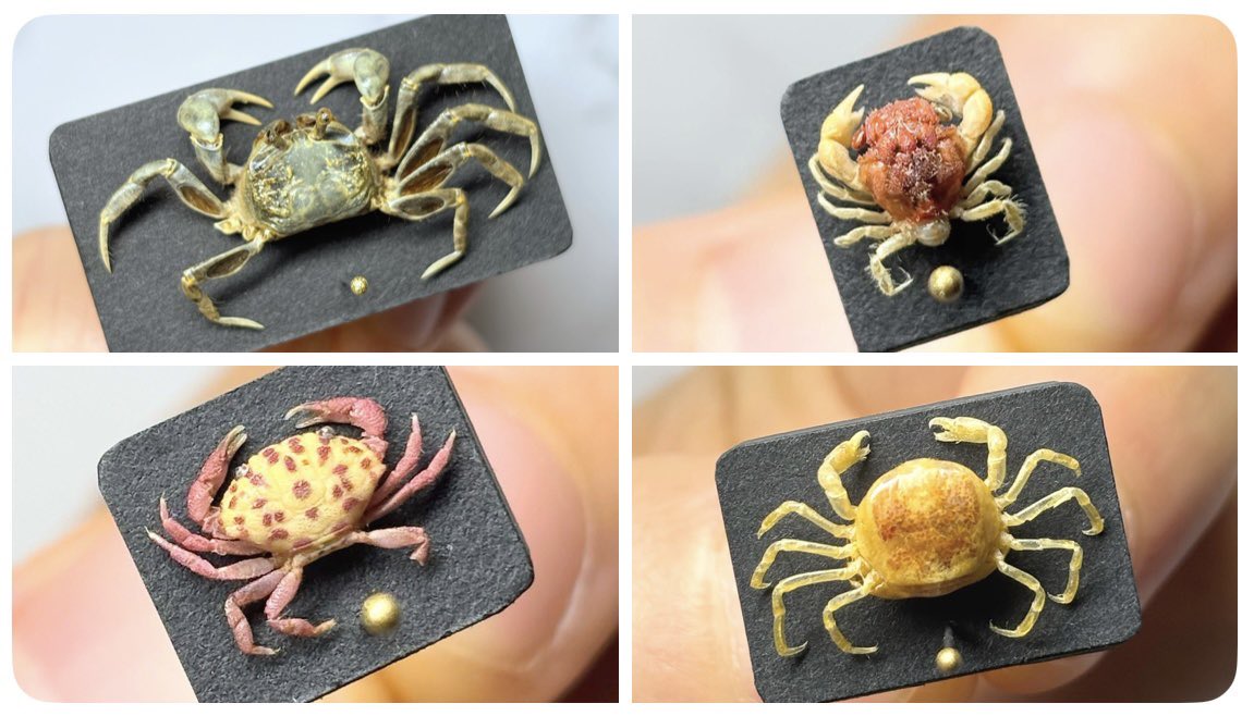 yomogi_bug's tweet image. #海族のお宝2025ex
無着色の乾燥標本です！🦀🦐