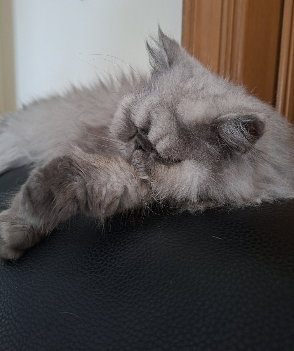 Tala5La's tweet photo. @grumpyycatdoc https://t.co/cRAewkNnrK
