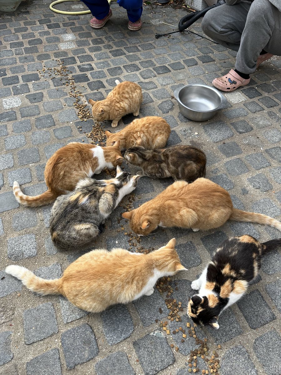 sltmoicem's tweet photo. 🚨 chats à adopter 🚨
14 chats et chatons sont à venir récupérer dans le sud seine et marne (77) 
ils ont 1 mois pour trouver une famille car la dame qui s’en occupe actuellement déménage à la fin du mois de novembre et ne pourra donc plus s’en occuper… 
si vous pouvez RT svp🙏 https://t.co/cdQI4jVcJN