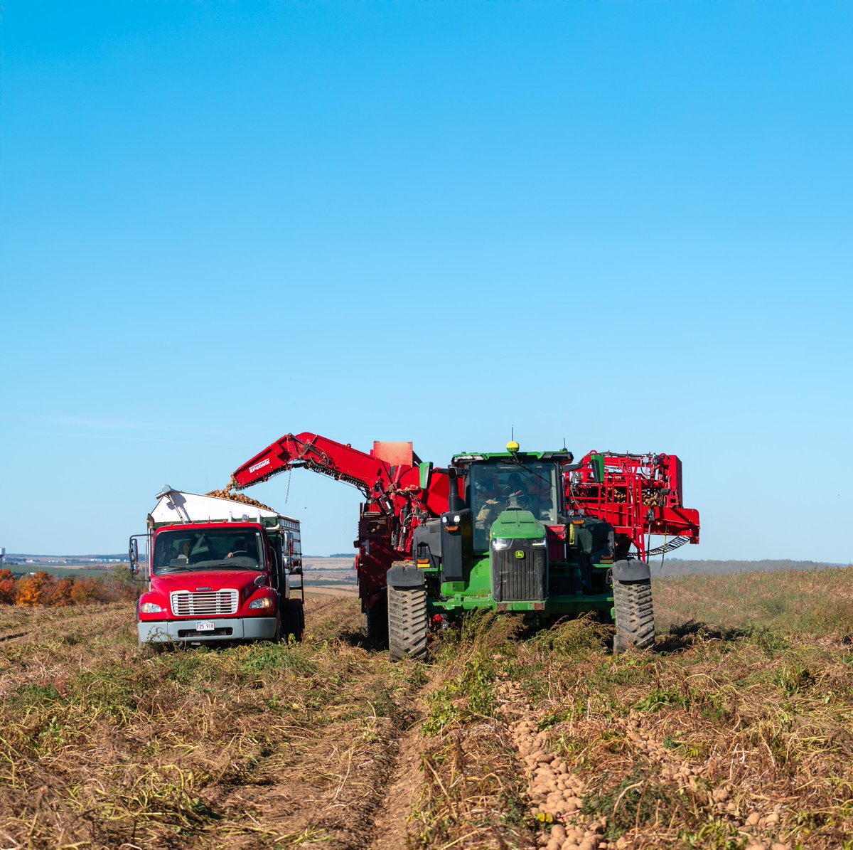 POTATOESNB's tweet photo. We had the pleasure of visiting Givskud Farms during this year’s potato harvest — capturing some great moments out in the field and at the storage buildings. 📷 Photos from Drummond, NB📷
#harvest #potatoesnb #agriculturenb #canadianagriculture #potatoes https://t.co/jG4Wb4bTuw