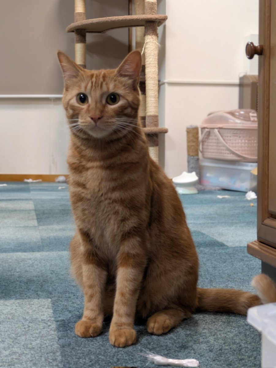 K-CAT (猫好き工房 )様　おまとめ　No690D  696D  699D K-CAT (猫好き工房 )様おまとめNo690D 696D 699D