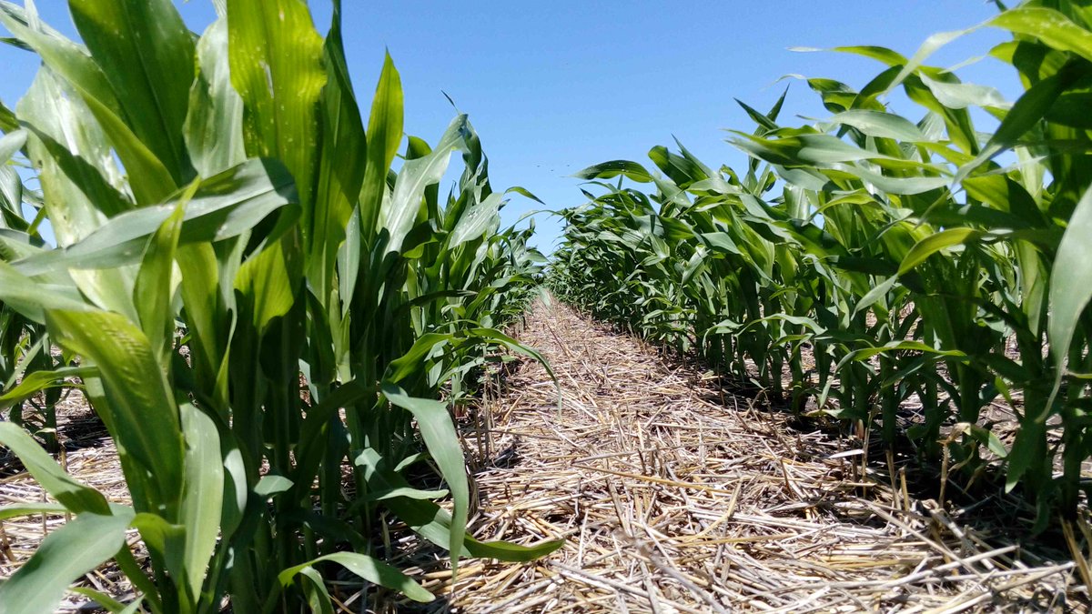 <a href="/INIA_UY/">INIA URUGUAY</a> desde su Sistema Agrícola Ganadero, suma  2 herramientas para apoyar  la toma de decisiones en la zafra de maíz. 🏁🏁

👇Modelo de fertilización N - Optifert-N
bit.ly/OptiN_maiz

👇Modelo fenológico para Maíz (+Trigo  +Cebada)
bit.ly/fenologicos