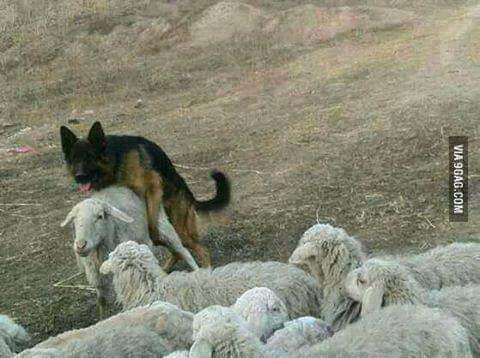 شوفولكم كلب ي.ن.ي.ك.م