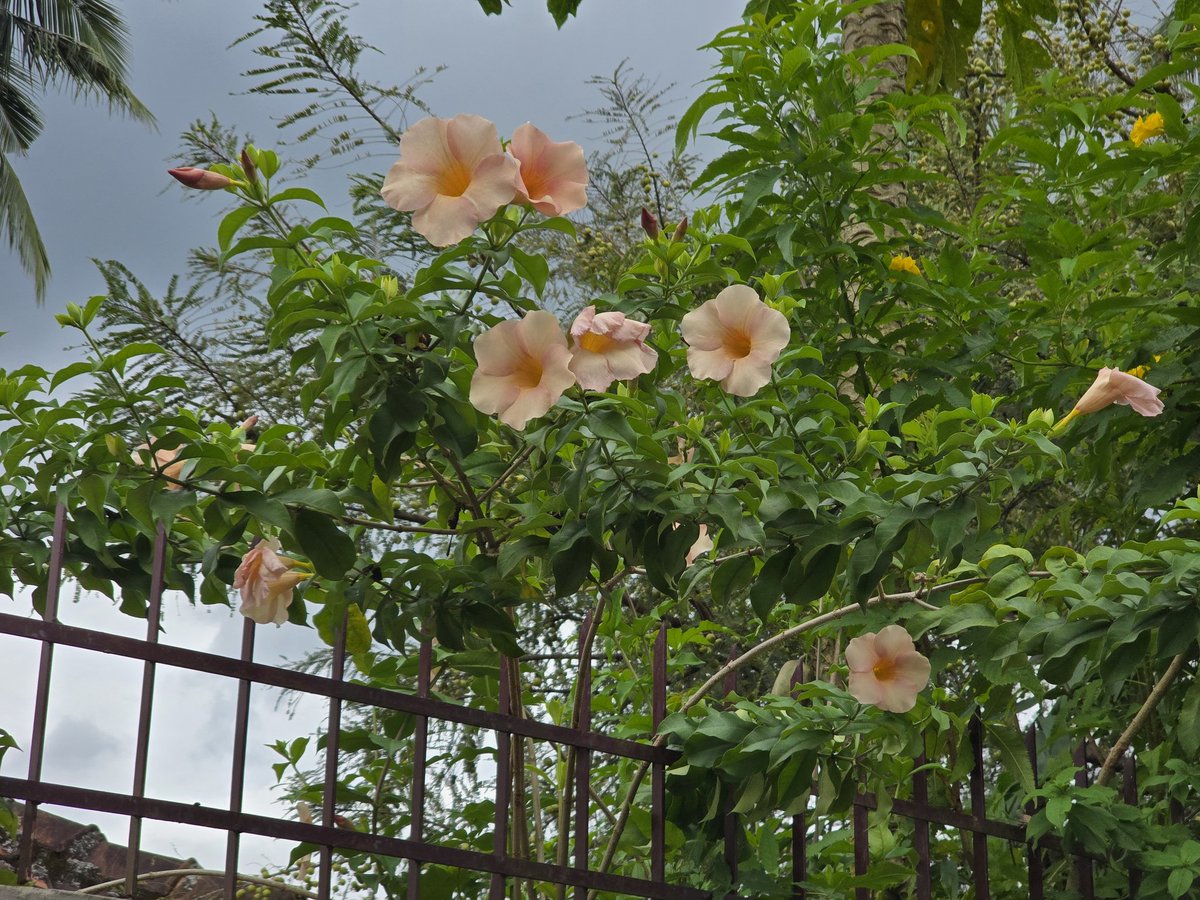 GoofyGiri's tweet image. Absolutely No Filters No AI No Edits ♥️♥️♥️
#theme_pic_India_randomclicks 😺