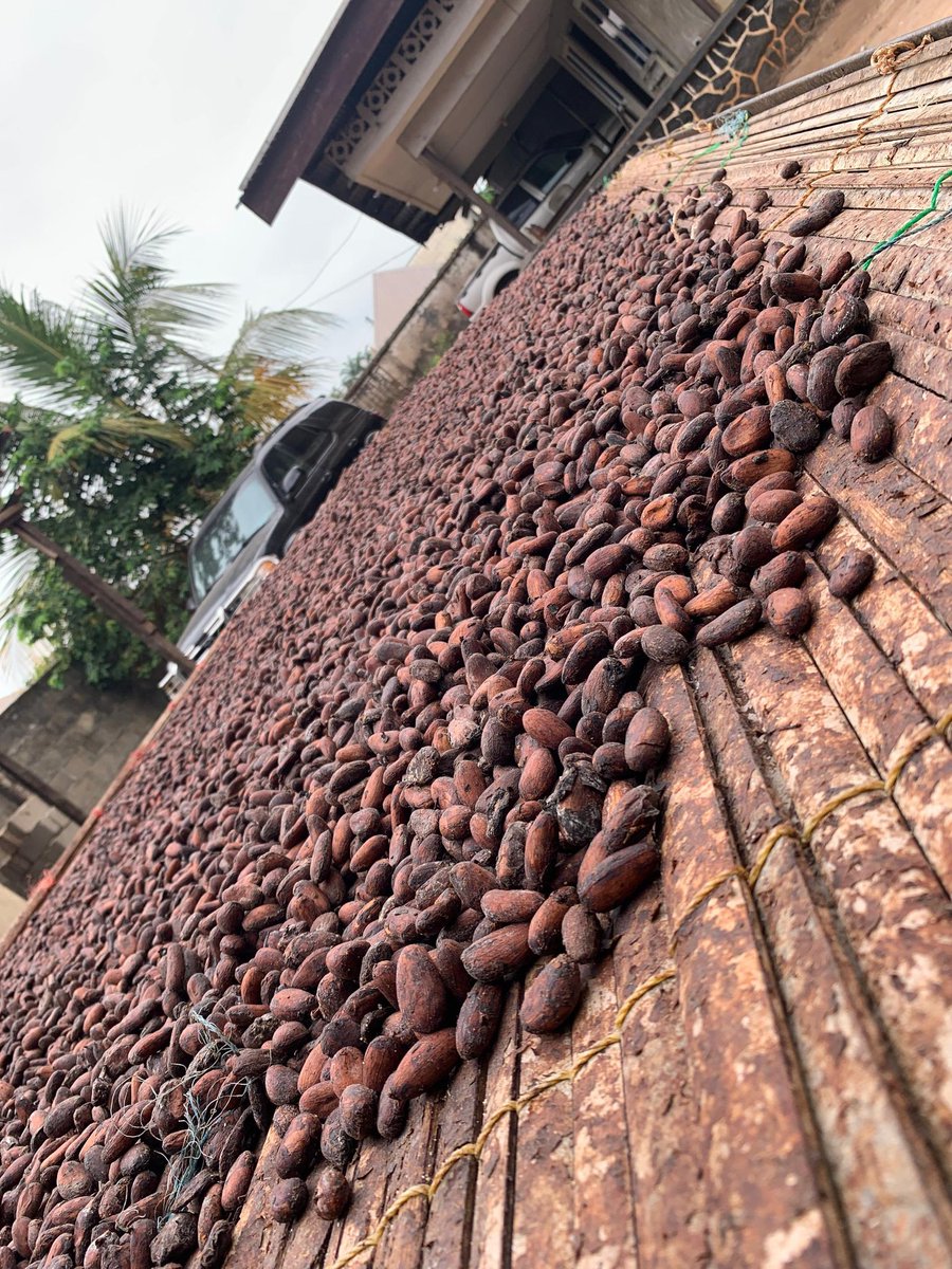 "Cocoa farming is easy money."

That lie has buried more dreams than black pod disease.

I’ve seen too many new farmers quit before the first harvest.

Here are 4 mistakes that quietly kill new cocoa farms, and how I learned the hard way. ↓

1️⃣: Planting without testing your