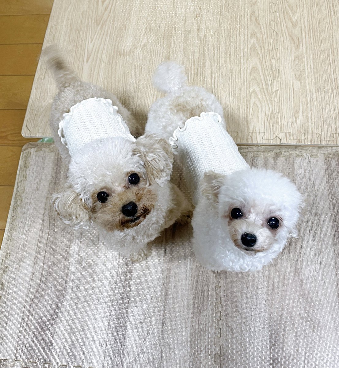 ⭐︎ にこ　⭐︎ HZ-308 ZIPLOA セーフティスニーカー コーコス信岡 紐タイプ