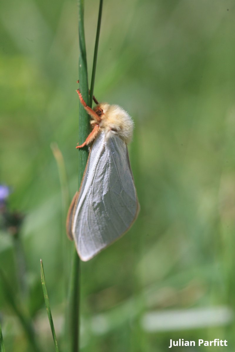 🎃🍂Spooky Wildlife Alert! 

 Halloween is creeping closer and our database is filled with aptly named species like Dead Man’s Fingers and Devil’s Coach-horse – can you think of anymore?
  
📸 Share your spooky wildlife sightings with TVERC!      

🕷️ #HappyHalloween!