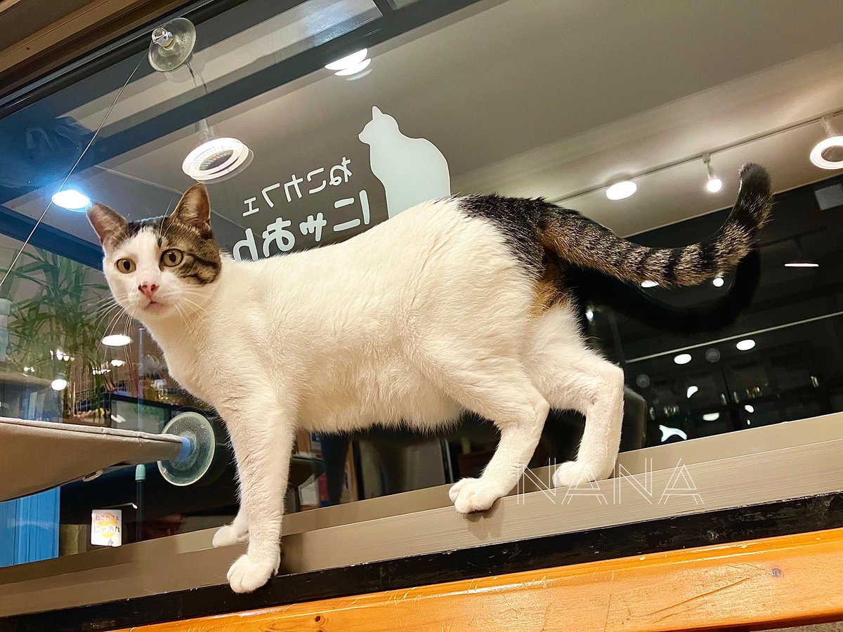 ねこねこねこ　0308 ねこねこねこ 0308 ねこねこねこ 0308 こねこねこ - YouTube