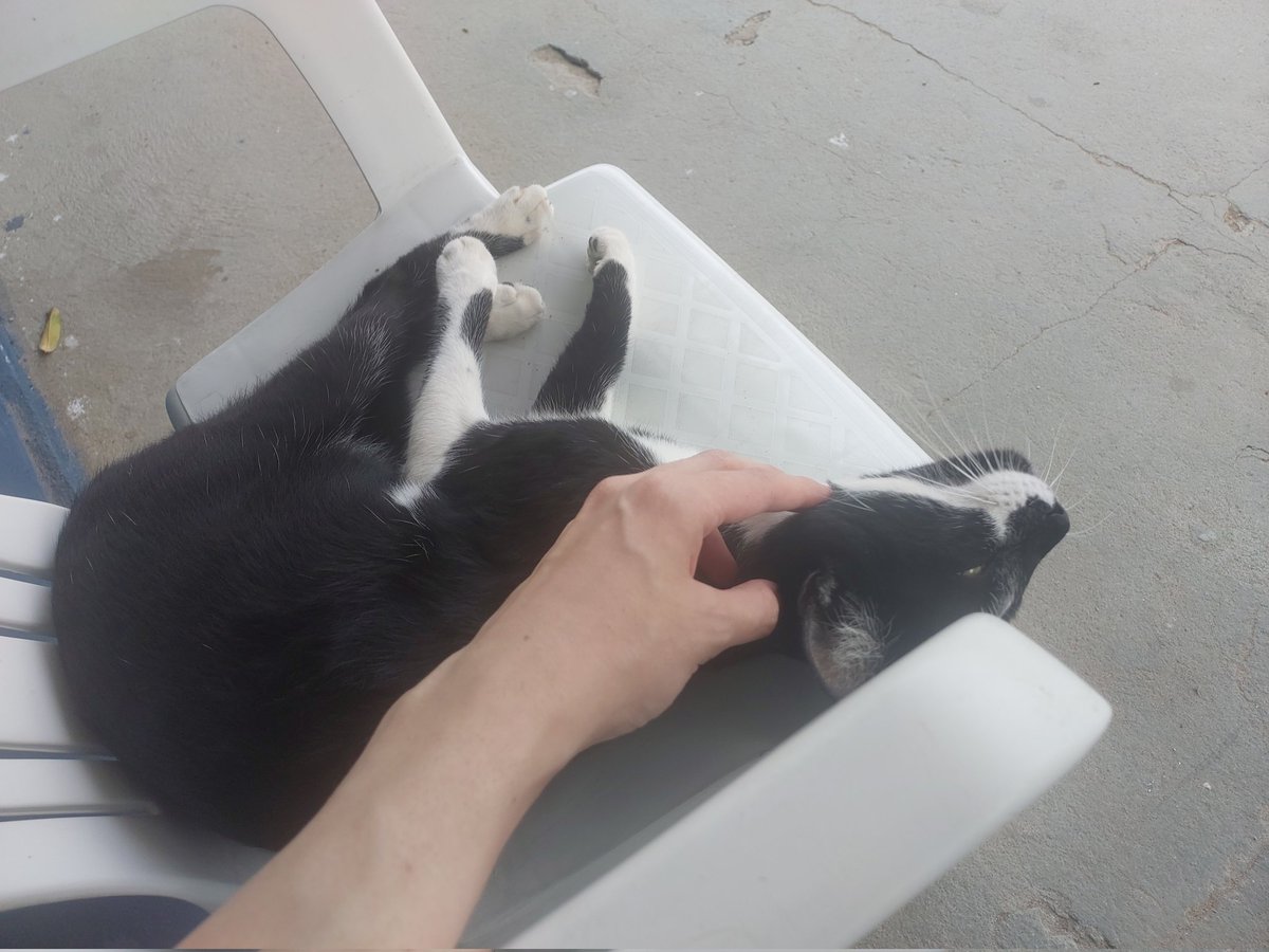 hello everyone look at this cat I randomly found