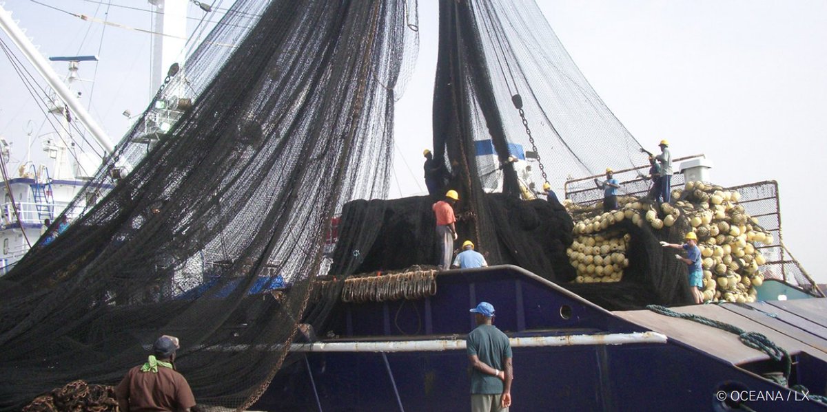 🐟 New report - EU import controls are likely failing to keep illegal seafood off European plates

Many EU member states are failing to properly check and control seafood imports, though required to do so under EU law.

Read the report:
iuuwatch.eu/2025/10/eu-imp…