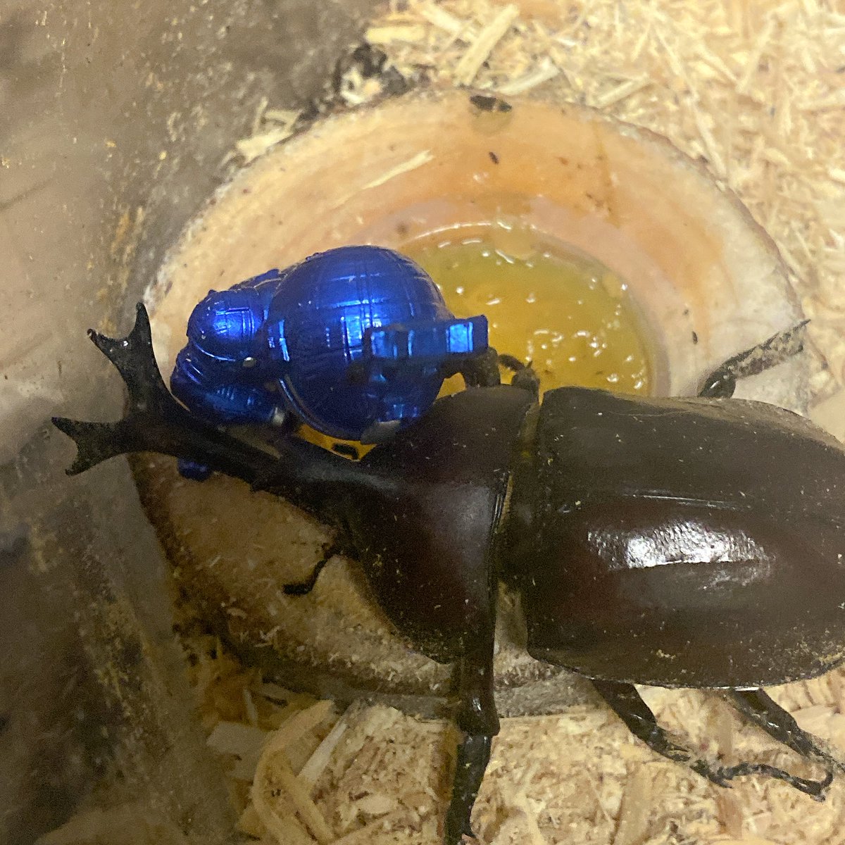 beくん みかりん🐰💫 on X