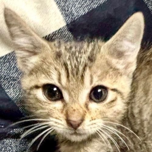 しあわせにゃんこ on X