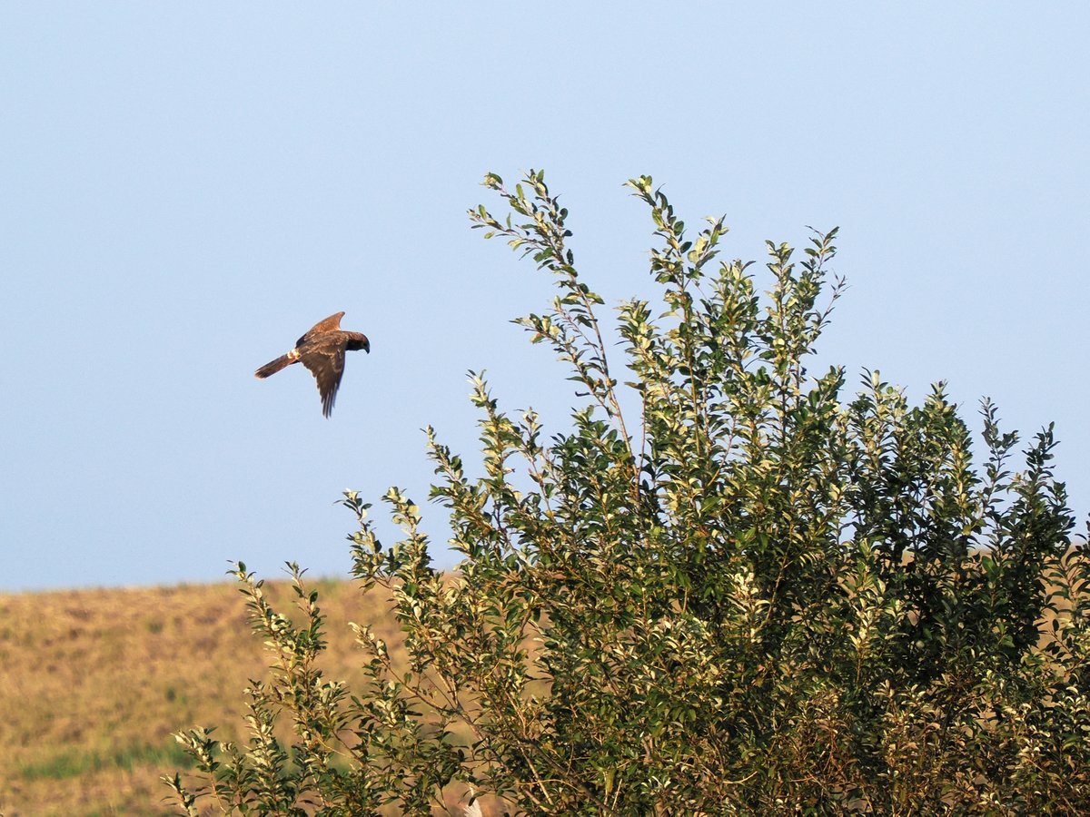 シルクスクリーン 　 スペンス「鳥の綱渡り」 シルクスクリーン スペンス「鳥の綱渡り」