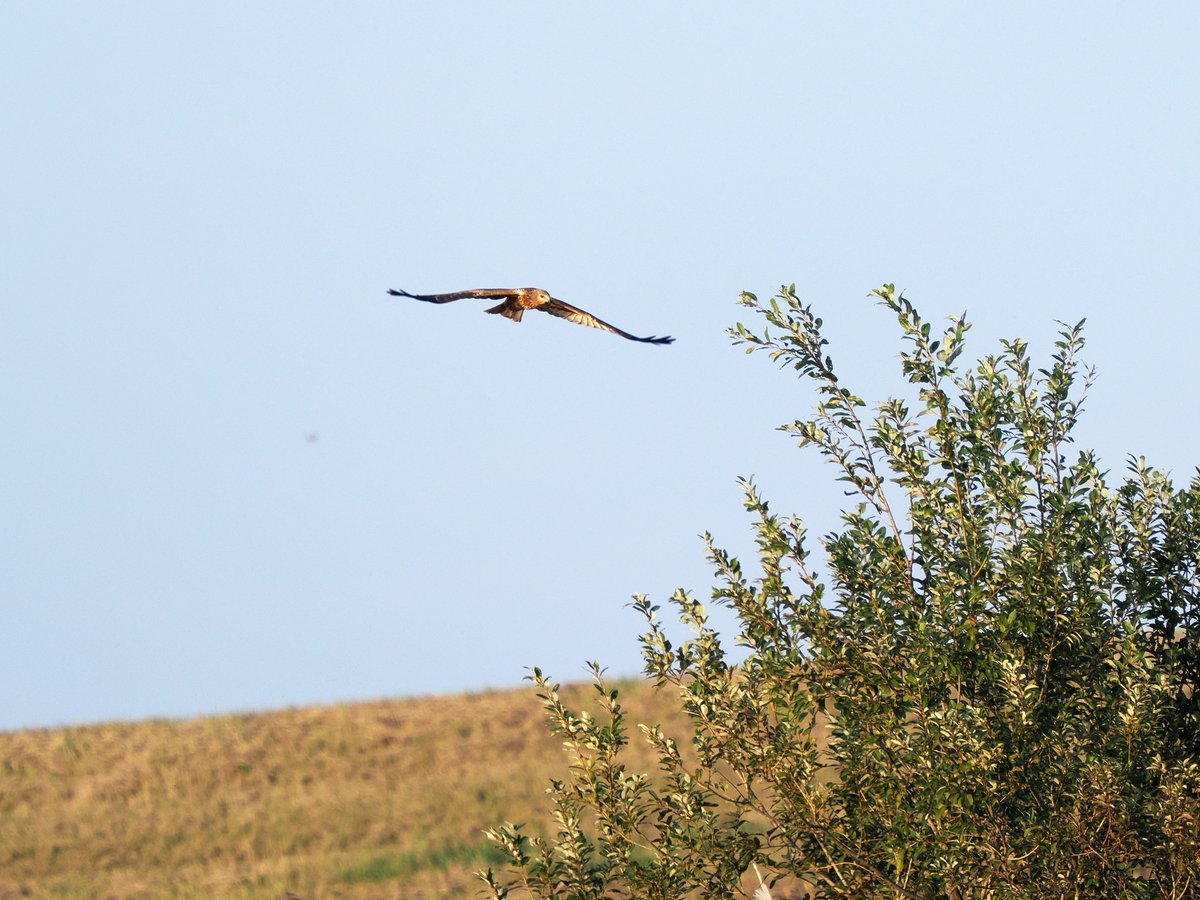 渡良瀬遊水地コウノトリ交流館 on X