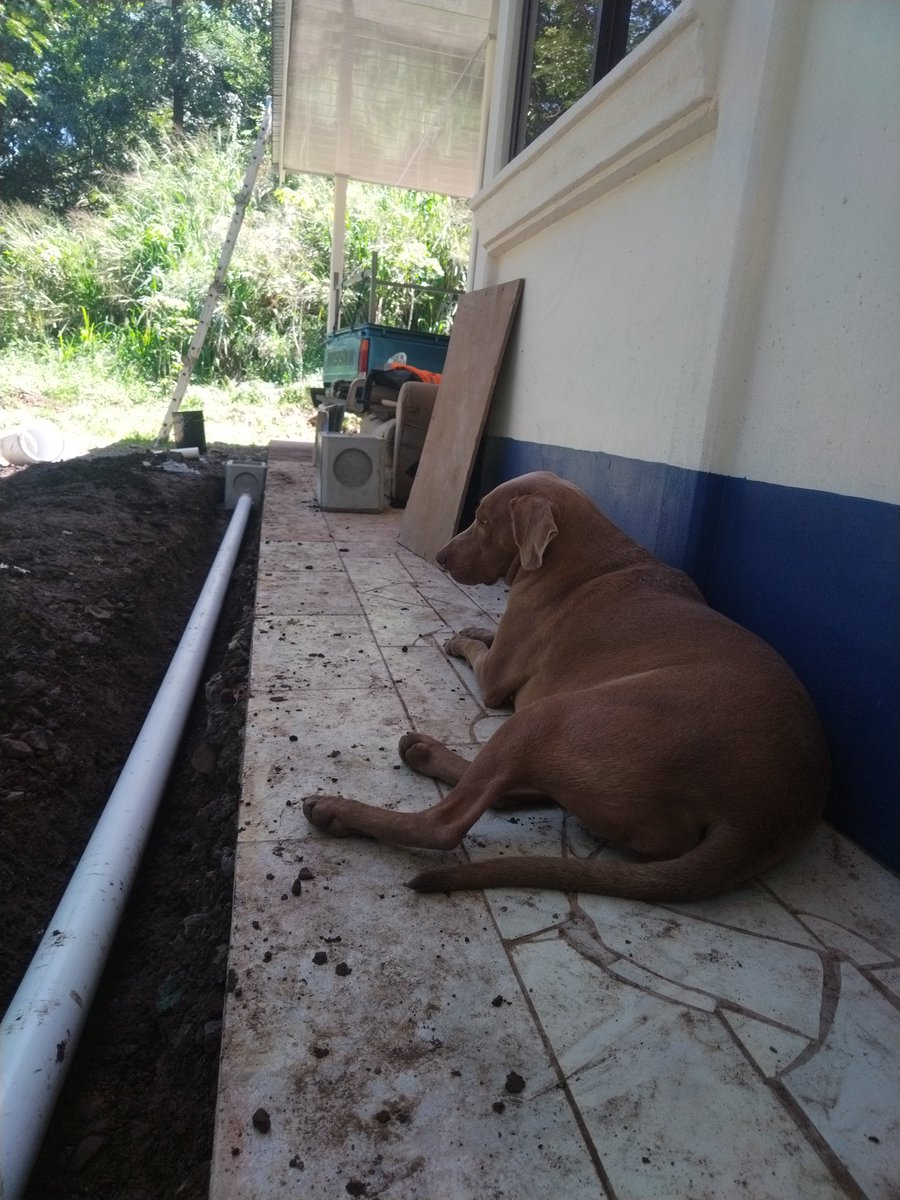 aireboho's tweet photo. Break time! 🙂‍↕️😻🥰

#CasaBoho #BohoHouse #hostal #hostel #guesthouse #PuraVida #casadehuéspedes #petfriendly #LivingInCostaRica #dog #dogs #estilodevida #consulting #love #therapy #worldtraveler #WFH #wellness #mindset #goals https://t.co/Gpt8ekzyAq