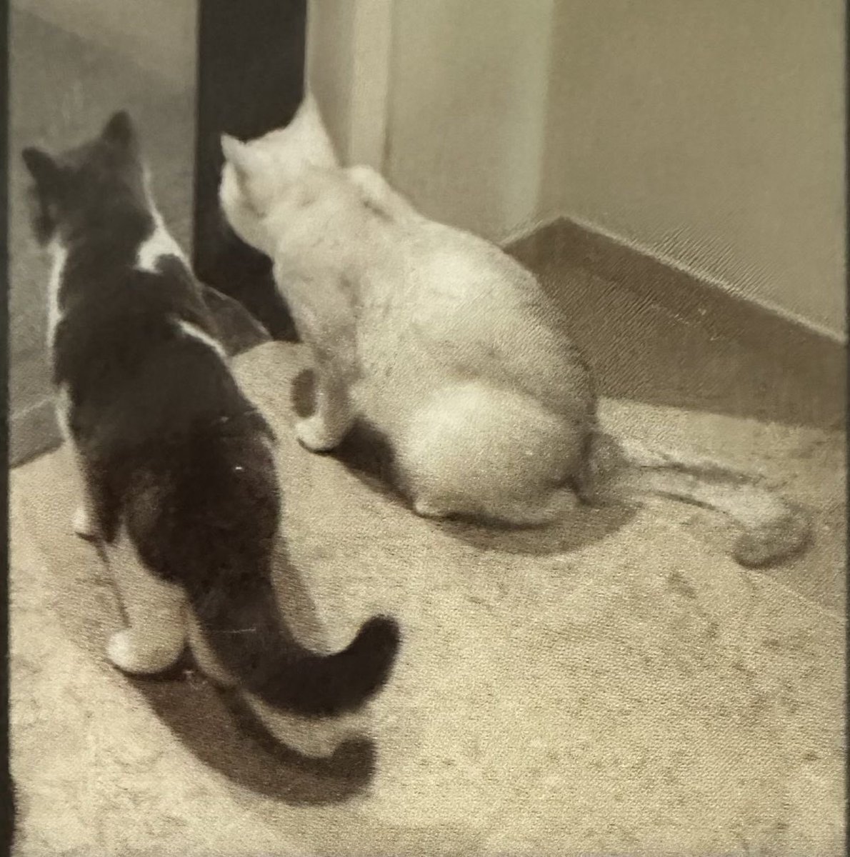 idtaemni's tweet photo. NATIONAL CAT DAY! THREE CATS! CAT FAMILY! https://t.co/LrNwE7Ohg6