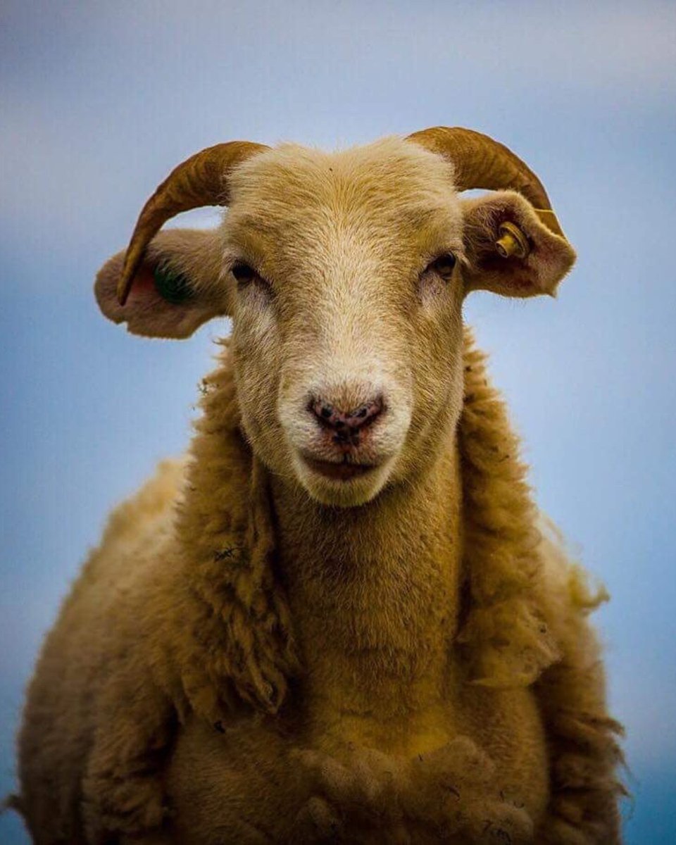 Meyer & Mortimer tweet media