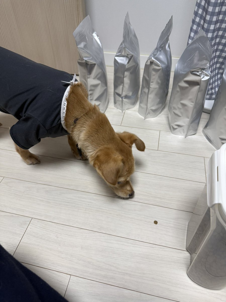 hoddok_life's tweet image. 사료를 소분하면 강아지가 슬쩍 온다는 얘기가 있다. 나는 이 이야기를 무척 좋아한다.