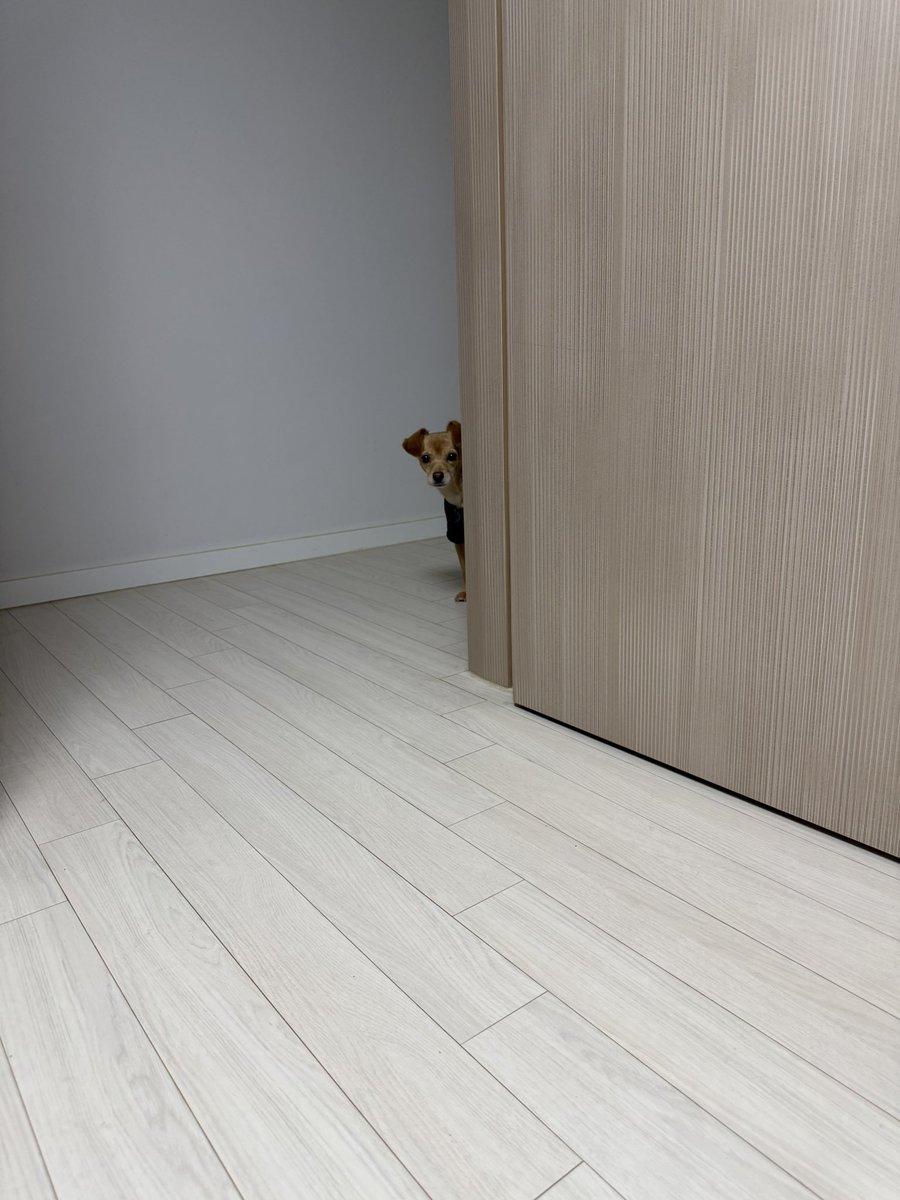 hoddok_life's tweet image. 사료를 소분하면 강아지가 슬쩍 온다는 얘기가 있다. 나는 이 이야기를 무척 좋아한다.