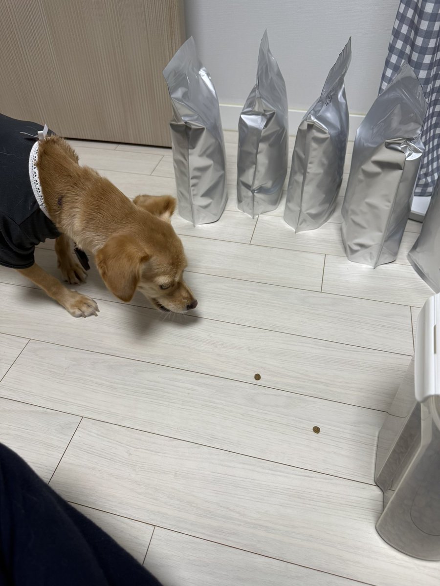 hoddok_life's tweet image. 사료를 소분하면 강아지가 슬쩍 온다는 얘기가 있다. 나는 이 이야기를 무척 좋아한다.