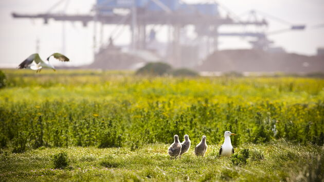 europawire's tweet photo. #PortofRotterdam Unveils Long-Term #NatureVision to Foster Harmony Between Industry and #Ecology https://t.co/syqBg7UodY #restoration #conservation #nature #biodiversity #Rhine #Meuse @PortOfRotterdam @museumnaturalis https://t.co/4lditjEWNt