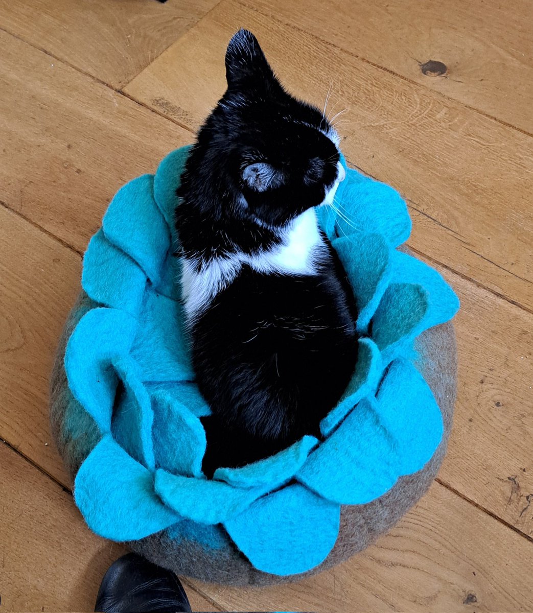 Je koopt een mooie handgevilte mand voor je Diva. 

Maandenlang moet ze er niets van hebben en loopt er met een grote boog omheen.

Dan maar verkopen.

Ik meet even na om de maat door te geven aan een potentiële koper.

Besluit mevrouw dat ze er zelf ook wel in wil.

Katten... 😂