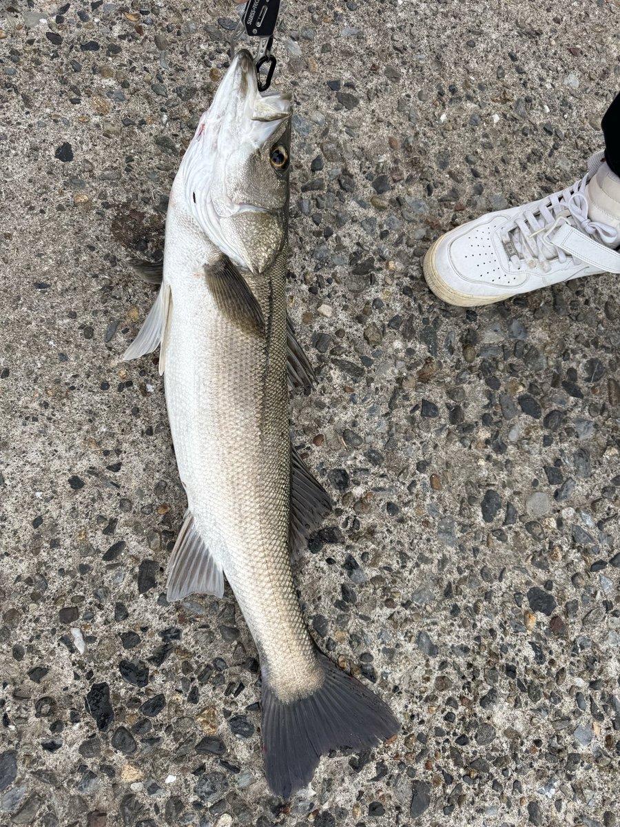 朝からボイルがすごいと情報をもらい現場へ🐟確かにすごい😁けど何投げても食ってくれない…そんな中先輩がなんとか１本🐟トウゴロ食ってるやつはなぜこんなにムズイの🤣

#シーバス
#トウゴロパターン