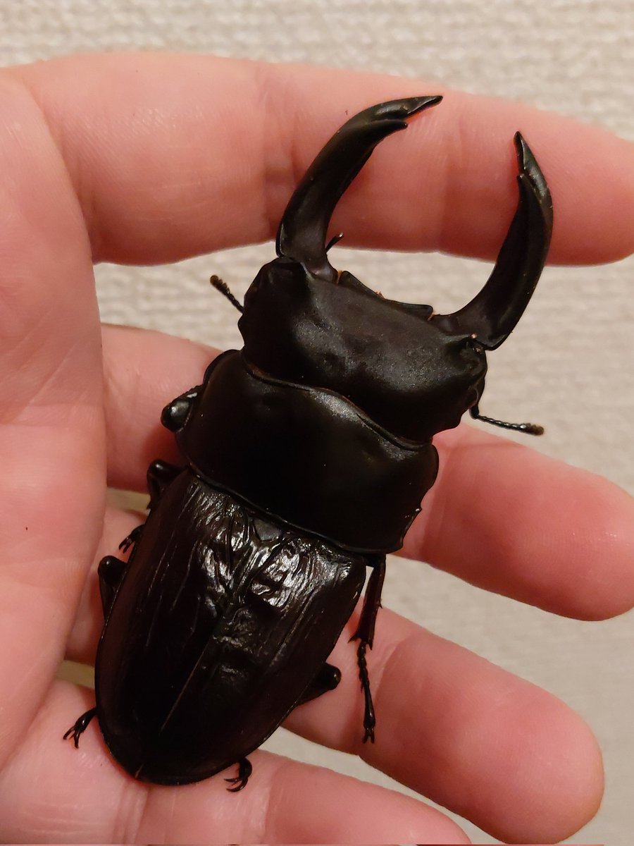 まめたん＠まめ屋 (@mameya_beetle) / Posts / X